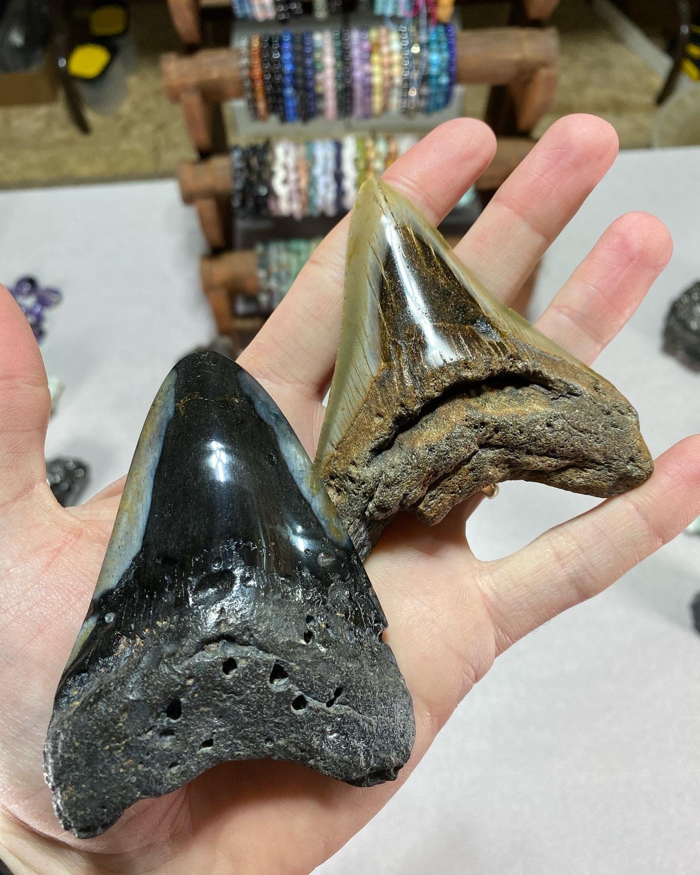 Megalodon Teeth – A Crystal Journey