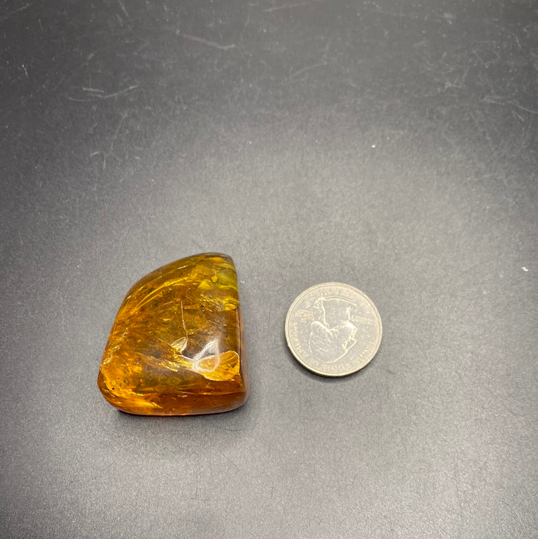 Amber with Insects - Mexico