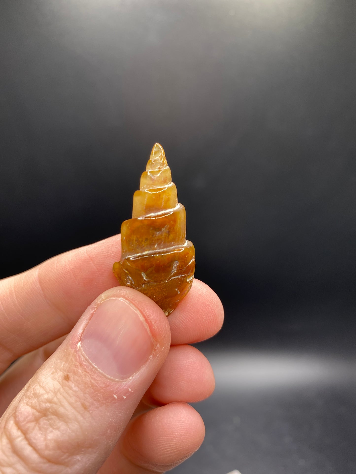 Agate Replaced Shells - Morocco