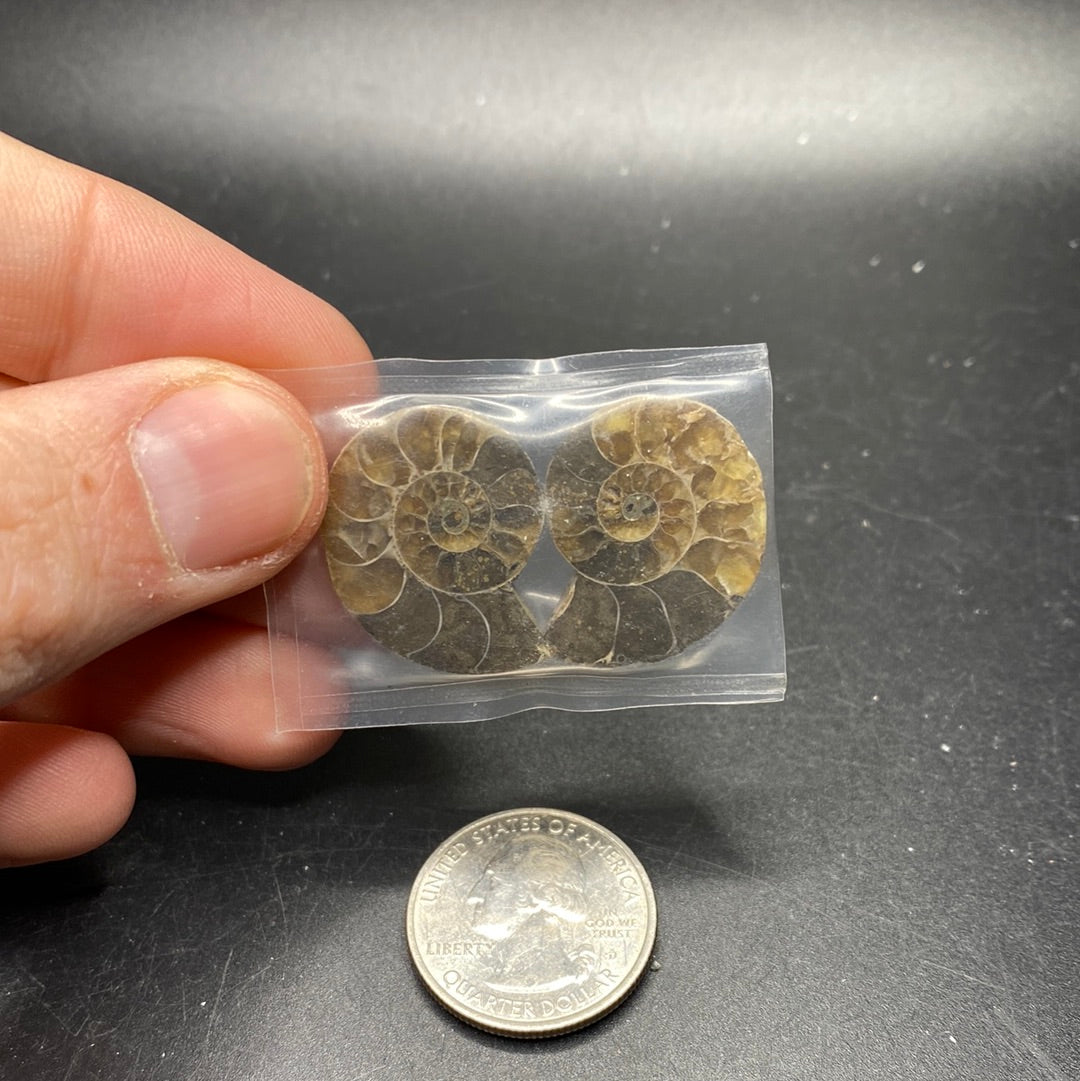 Ammonite Pairs (small and medium sizes)