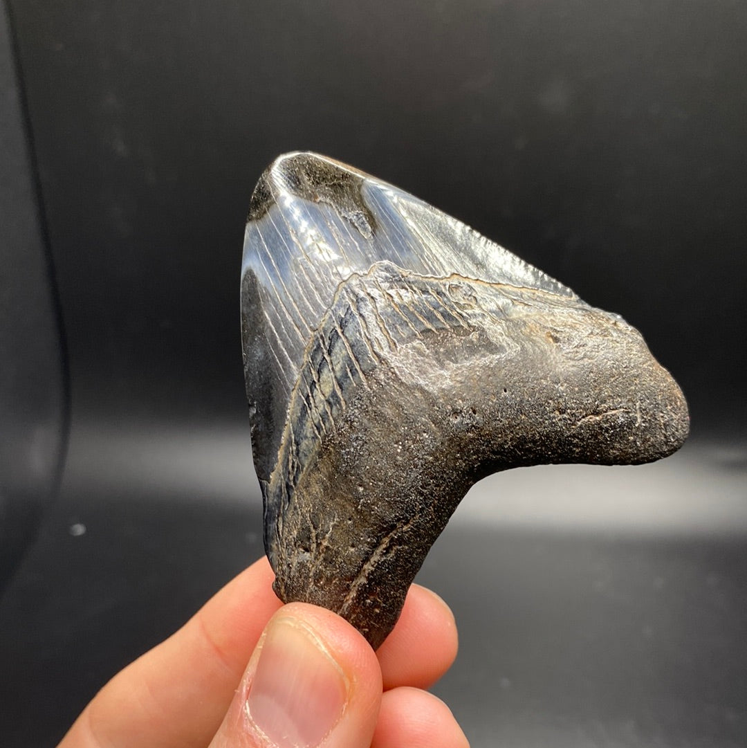 Megalodon Teeth - Full