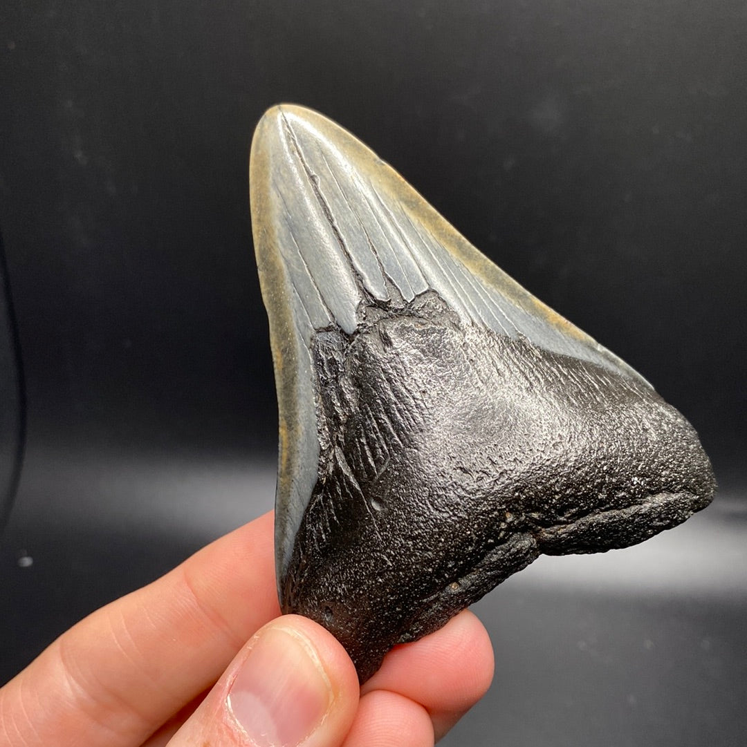 Megalodon Teeth - Full