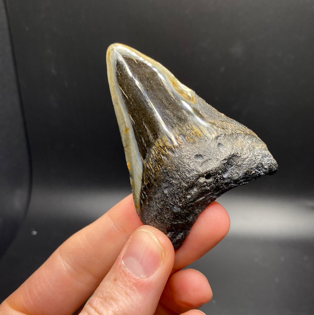 Megalodon Teeth - Full