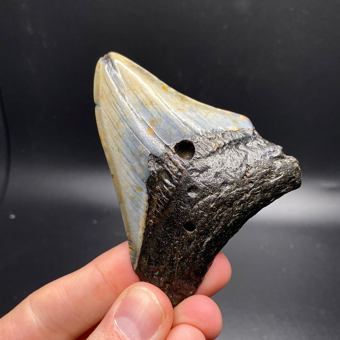 Megalodon Teeth - Full