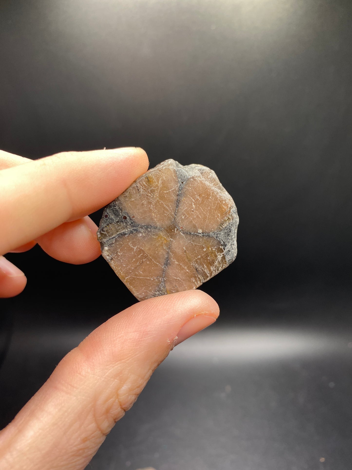 Chiastolite Polished Slices