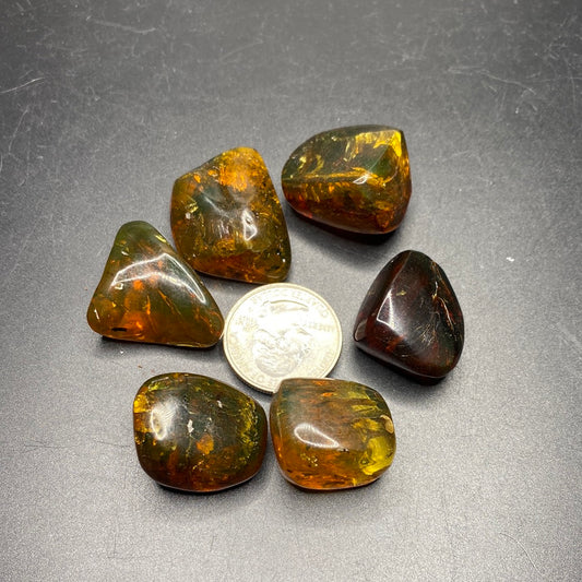 Amber with Insects - Medium / Small - Mexico