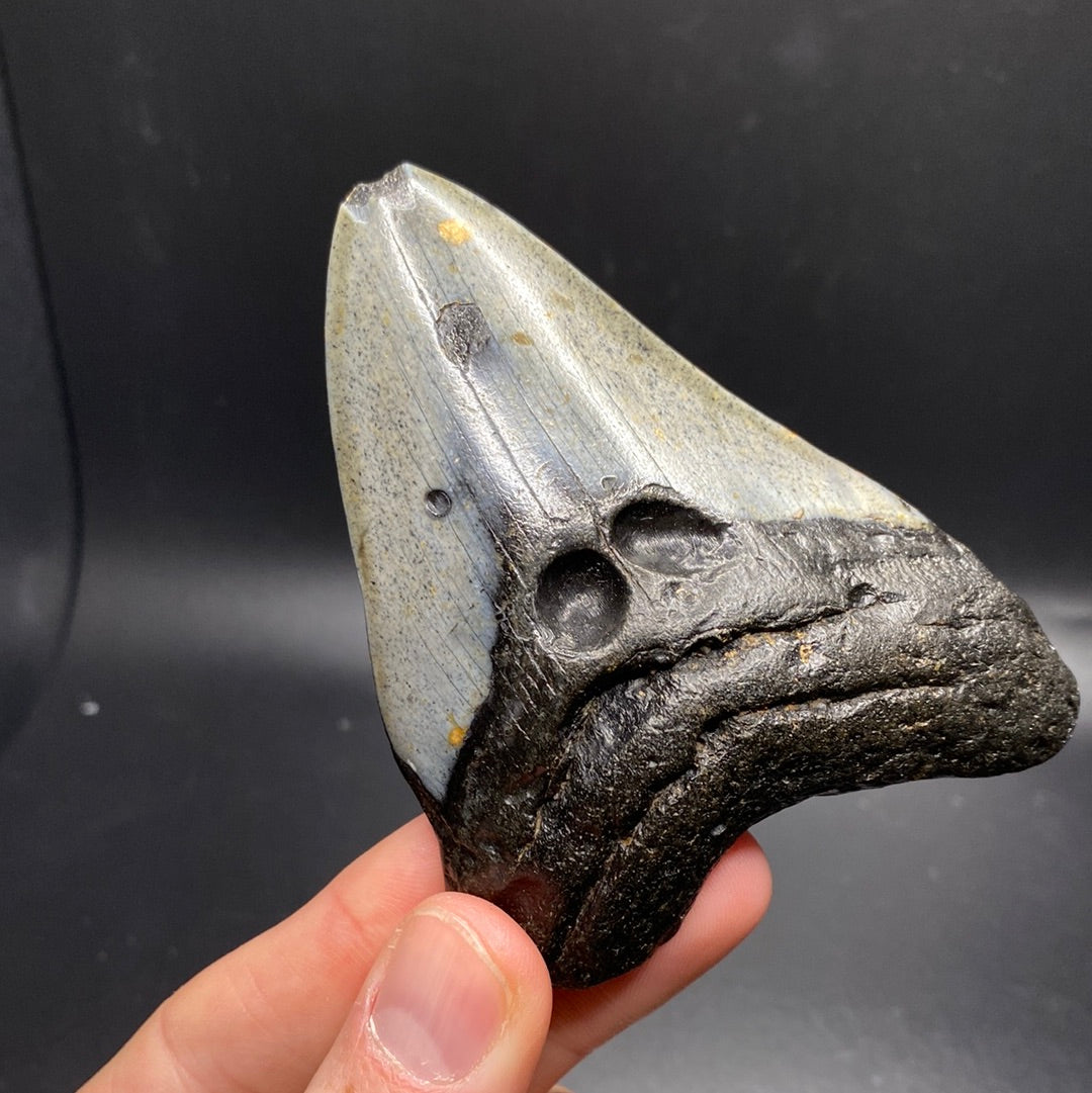 Megalodon Teeth - Full