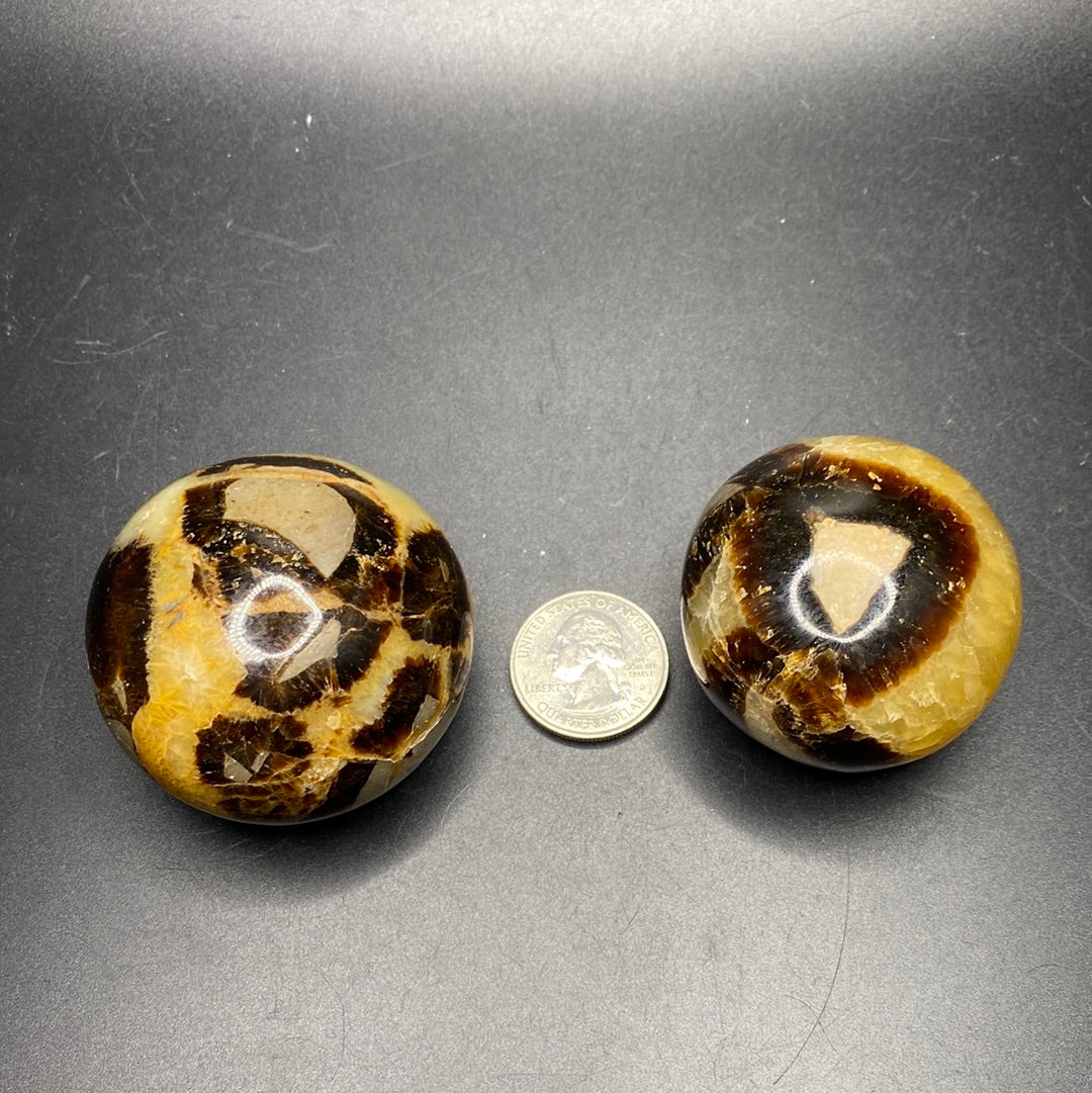 Septarian Palmstone