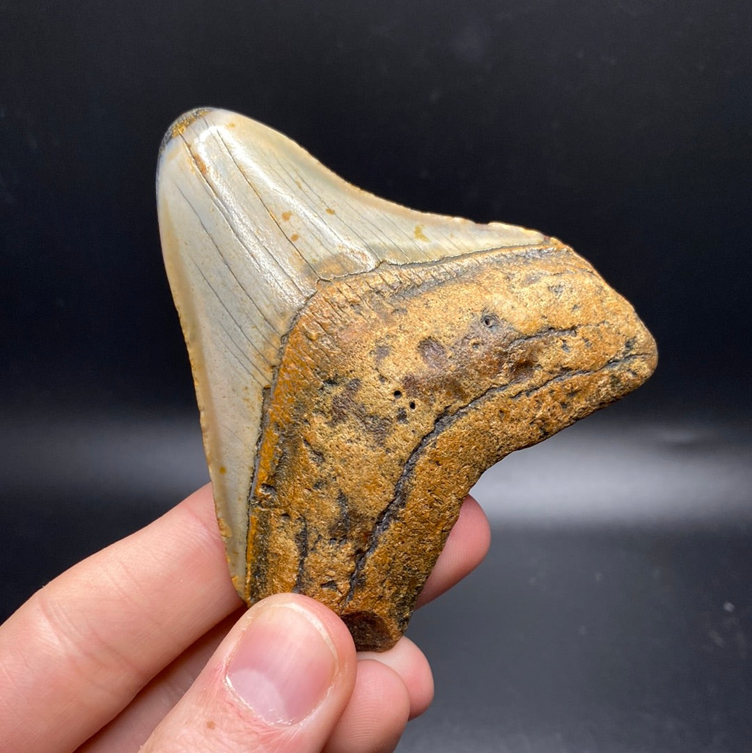 Megalodon Teeth - Full