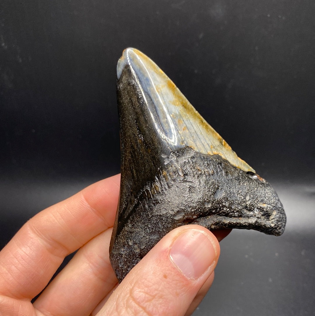 Megalodon Teeth - Full