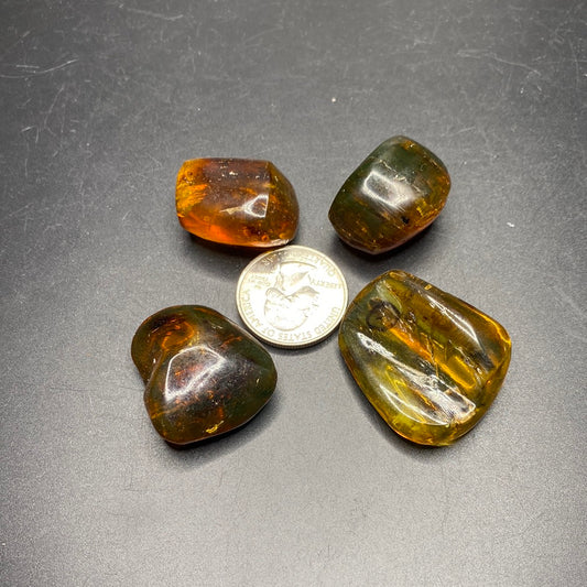Amber with Insects - Medium - Mexico