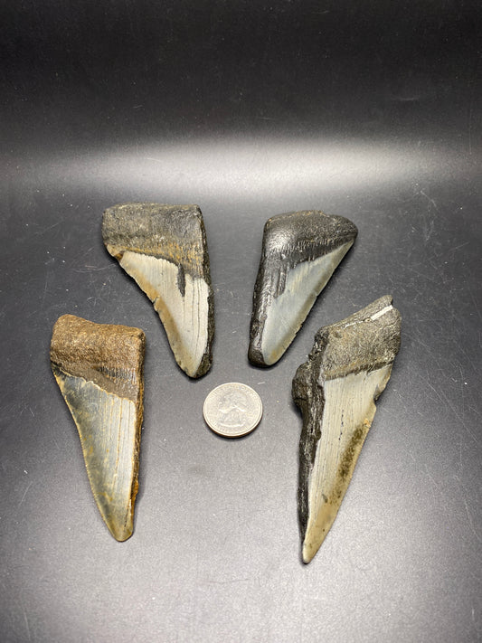 Partial Megalodon Teeth