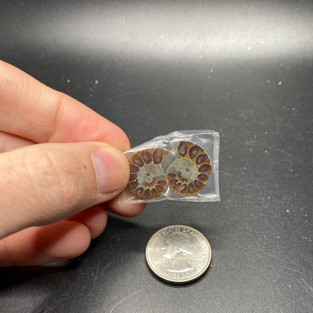 Ammonite Pairs (small and medium sizes)