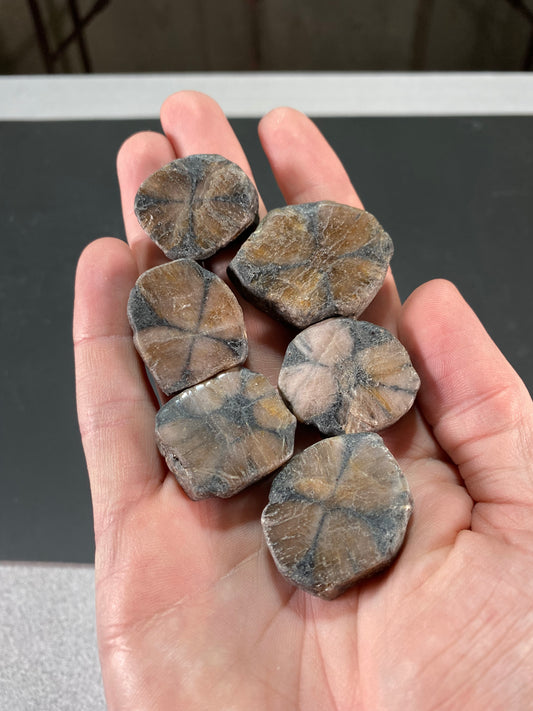 Group of six polished Chiastolite Cross Stones from China